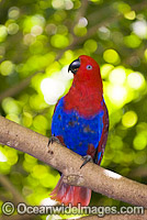 Eclectus Parrot Eclectus roratus Photo - Gary Bell