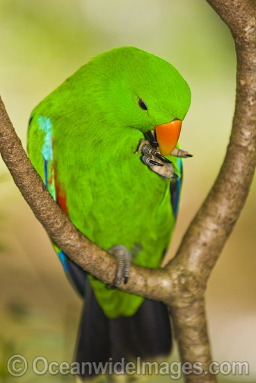 Eclectus Parrot (Eclectus roratus) - male. Rainforest Habitat, Cape York Peninsula, Australia Photo - Gary Bell Eclectus Parrot (Eclectus roratus) - male. Rainforest Habitat, Cape York Peninsula, Australia Photo - Gary Bell