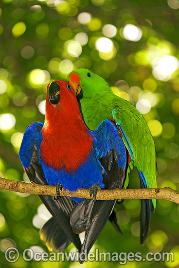 Eclectus Parrot male and female mating photo