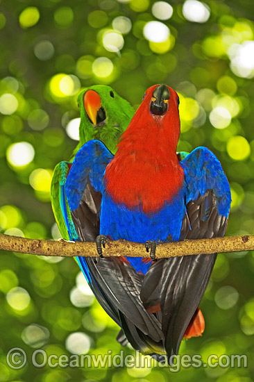 Eclectus Parrot mating photo