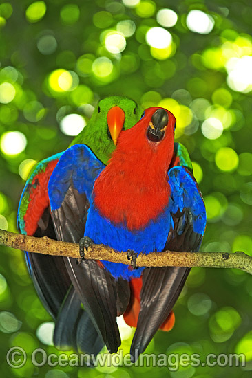 Eclectus Parrot male and female mating photo
