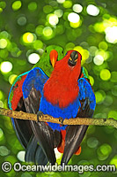 Eclectus Parrot male and female mating Photo - Gary Bell