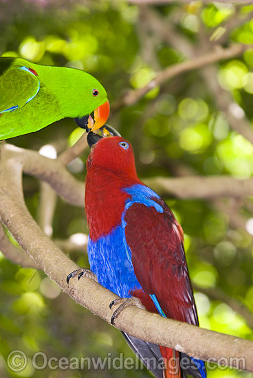 Eclectus Parrot male and female photo