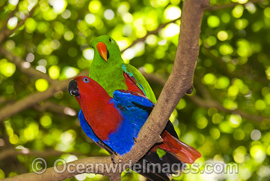 Eclectus Parrots mating photo