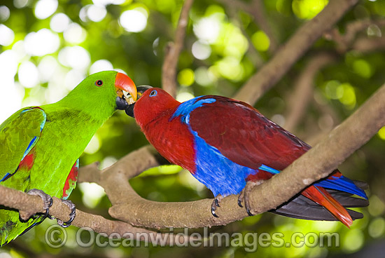 Eclectus Parrot male and female photo