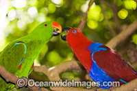 Eclectus Parrot male and female Photo - Gary Bell