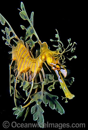 Leafy Seadragon (Phycodurus eques). Fleurieu Peninsula, South Australia. Endemic to Australia. Classified as Near Threatened on the IUCN Red List. Photo - Gary Bell