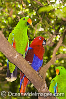 Eclectus Parrot male and female Photo - Gary Bell