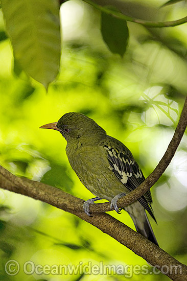 Yellow Oriole Oriolus flavocinctus photo