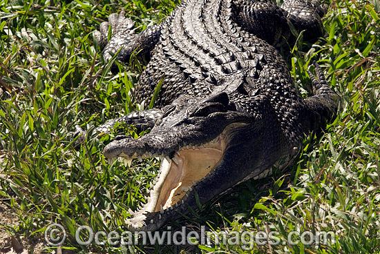 Saltwater Crocodile photo