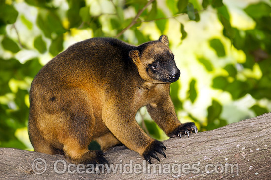 Lumholtz's Tree-kangaroo (Dendrolagus lumholtzi). Also known as Boongary or Marbi. Rare species. Cape York Peninsula, Australia Photo - Gary Bell Lumholtz's Tree-kangaroo (Dendrolagus lumholtzi). Also known as Boongary or Marbi. Rare species. Cape York Peninsula, Australia Photo - Gary Bell
