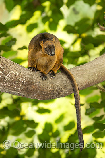 Lumholtz's Tree-kangaroo photo