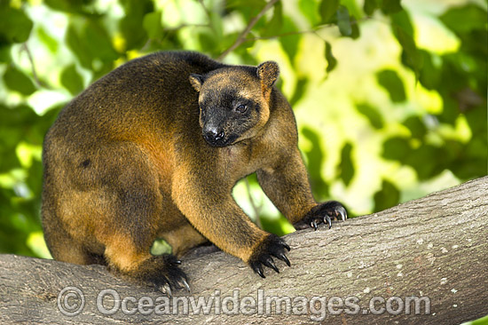 Lumholtz's Tree-kangaroo (Dendrolagus lumholtzi). Also known as Boongary or Marbi. Rare species. Cape York Peninsula, Australia Photo - Gary Bell Lumholtz's Tree-kangaroo (Dendrolagus lumholtzi). Also known as Boongary or Marbi. Rare species. Cape York Peninsula, Australia Photo - Gary Bell
