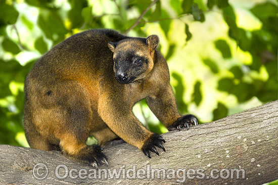 Lumholtz's Tree-kangaroo Boongary or Marbi photo