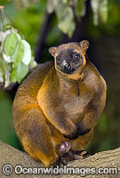 Lumholtz's Tree-kangaroo Dendrolagus lumholtzi Photo - Gary Bell