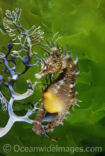 Short-head Seahorse Hippocampus breviceps photo