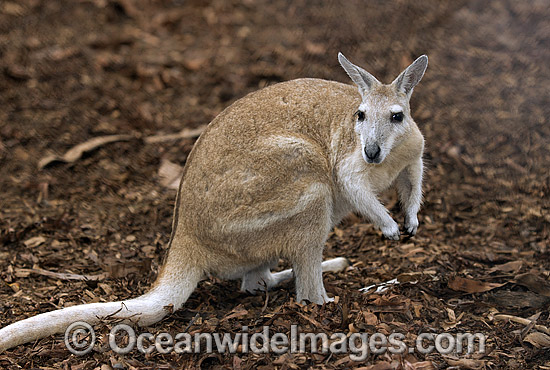 Northern Nailtail Wallaby (Onychogalea unguifera). Also known as Organ-grinder, Karrabul and Sandy Nailtail. Open woodland of Northern Australia Photo - Gary Bell Northern Nailtail Wallaby (Onychogalea unguifera). Also known as Organ-grinder, Karrabul and Sandy Nailtail. Open woodland of Northern Australia Photo - Gary Bell