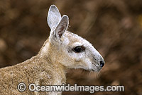 Northern Nailtail Wallaby Onychogalea unguifera Photo - Gary Bell