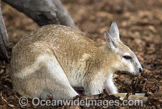 Northern Nailtail Wallaby Onychogalea unguifera photo