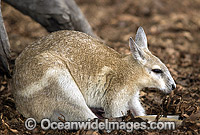 Northern Nailtail Wallaby Onychogalea unguifera Photo - Gary Bell