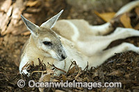 Nailtail Wallaby Onychogalea unguifera Photo - Gary Bell