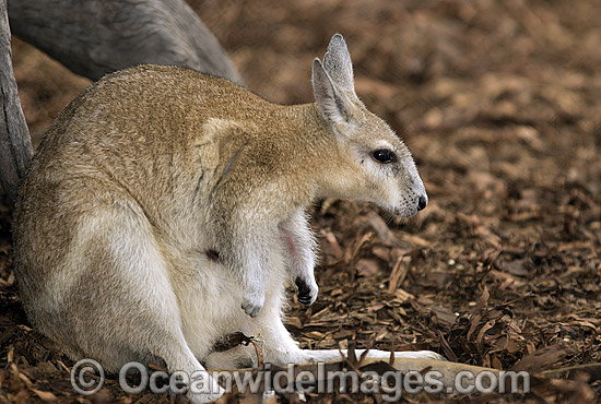 Northern Nailtail Wallaby (Onychogalea unguifera). Also known as Organ-grinder, Karrabul and Sandy Nailtail. Open woodland of Northern Australia Photo - Gary Bell Northern Nailtail Wallaby (Onychogalea unguifera). Also known as Organ-grinder, Karrabul and Sandy Nailtail. Open woodland of Northern Australia Photo - Gary Bell