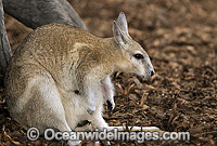 Nailtail Wallaby Onychogalea unguifera Photo - Gary Bell