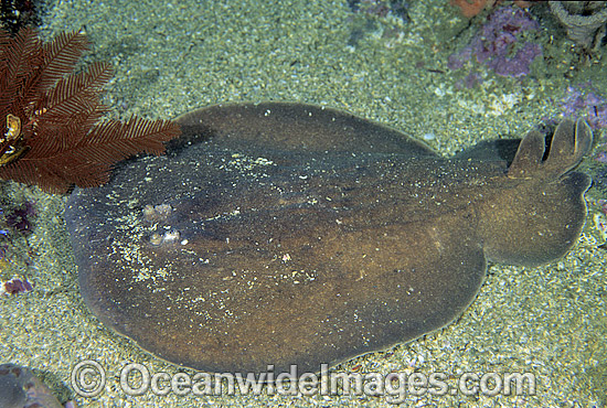Coffin Ray (Hypnos monopterygium). Also known as Electric Ray, Crampfish, Numbfish, Short-tail Electric Ray and Torpedo Ray. New South Wales, Australia. This ray is capable of delivering a strong electric shock and uses its electric organs to stun prey. Photo - Gary Bell Coffin Ray (Hypnos monopterygium). Also known as Electric Ray, Crampfish, Numbfish, Short-tail Electric Ray and Torpedo Ray. New South Wales, Australia. This ray is capable of delivering a strong electric shock and uses its electric organs to stun prey. Photo - Gary Bell