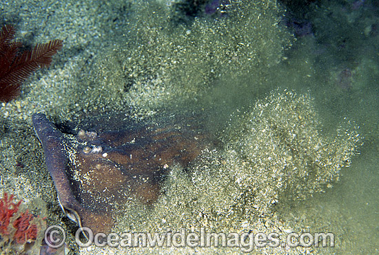 Coffin Ray (Hypnos monopterygium) - burying itself in sand. Also known as Electric Ray, Crampfish, Numbfish, Short-tail Electric Ray and Torpedo Ray. New South Wales, Australia. This ray is capable of delivering a strong electric shock. Photo - Gary Bell Coffin Ray (Hypnos monopterygium) - burying itself in sand. Also known as Electric Ray, Crampfish, Numbfish, Short-tail Electric Ray and Torpedo Ray. New South Wales, Australia. This ray is capable of delivering a strong electric shock. Photo - Gary Bell