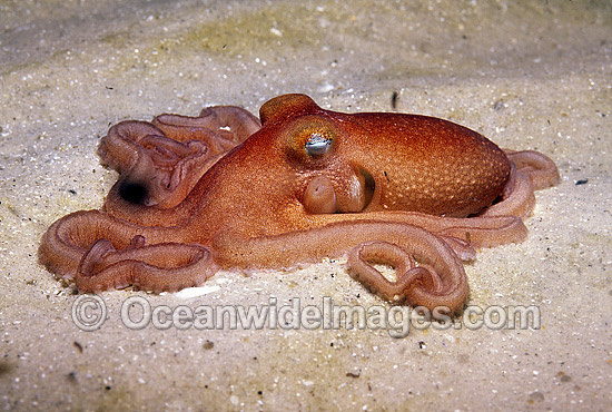 Southern Sand Octopus Octopus kaurna photo Southern Sand Octopus Octopus kaurna photo