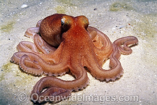 Southern Sand Octopus Octopus kaurna photo
