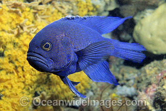 Southern Blue Devilfish photo