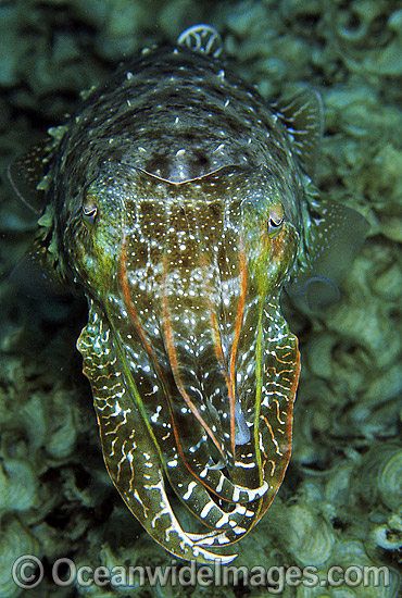 Broadclub Cuttlefish Sepia latimanus photo