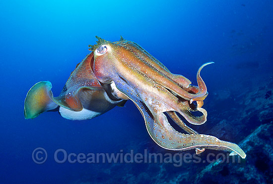 Giant Cuttlefish photo