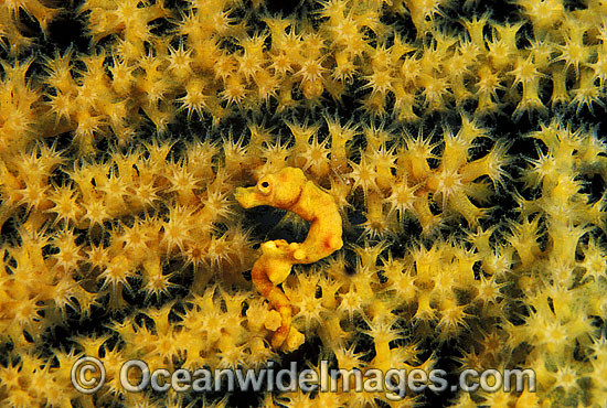 Pygmy Seahorse (Hippocampus denise) on Gorgonian Fan Coral. Bali, Indonesia Photo - Gary Bell Pygmy Seahorse (Hippocampus denise) on Gorgonian Fan Coral. Bali, Indonesia Photo - Gary Bell