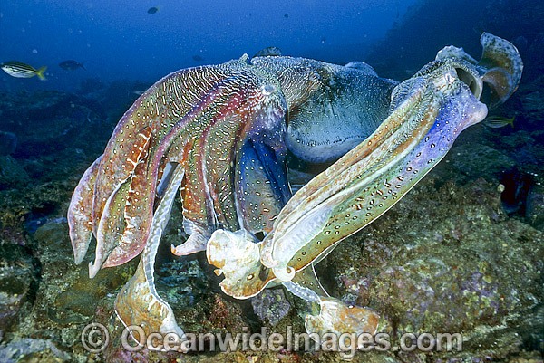 Giant Cuttlefish rivalling males photo