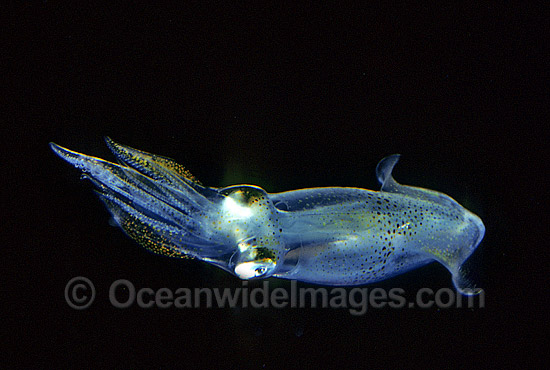 Luminous Bay Squid (Loliolus noctiluca). Great Barrier Reef, Queensland, Australia Photo - Gary Bell