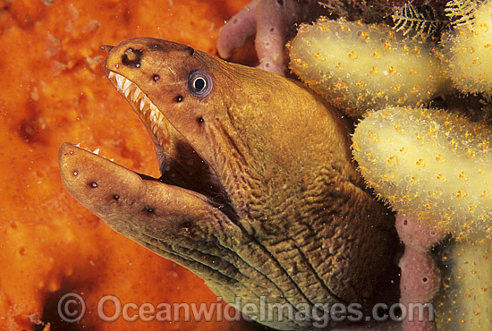 Green Moray Eel in sponge photo Green Moray Eel in sponge photo