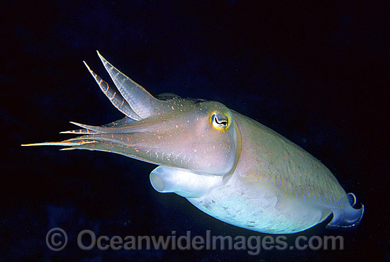 Broadclub Cuttlefish Sepia latimanus photo Broadclub Cuttlefish Sepia latimanus photo