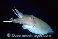 Broadclub Cuttlefish Sepia latimanus Photo - Gary Bell