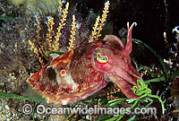 Reaper Cuttlefish Sepia mestus Photo - Gary Bell