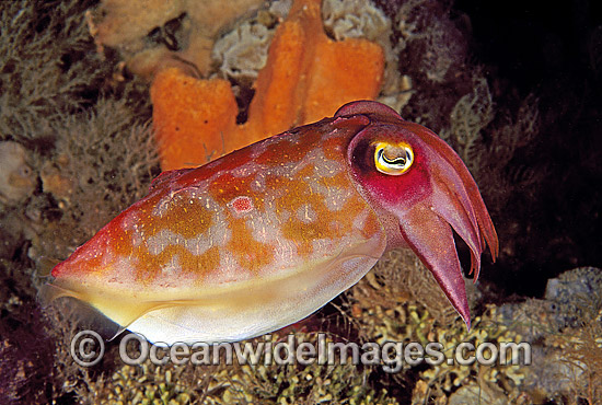 Reaper Cuttlefish Sepia mestus photo