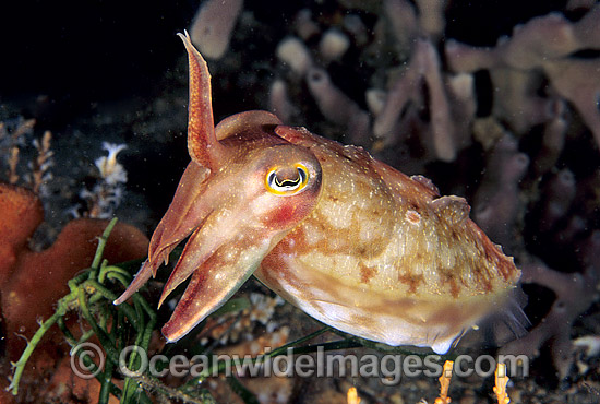 Reaper Cuttlefish Sepia mestus photo