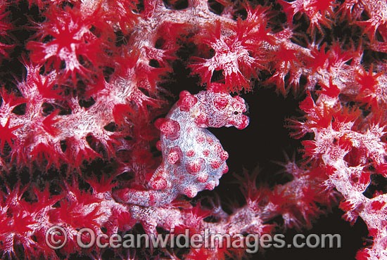 Pygmy Seahorse (Hippocampus bargibanti) on Gorgonian Fan Coral. Indo-Pacific Photo - Gary Bell