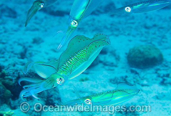 Bigfin Reef Squid courting photo