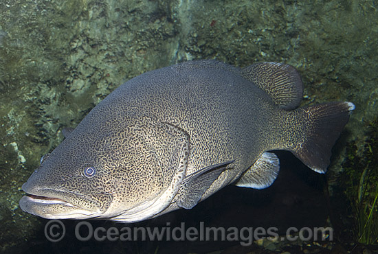 Murray Cod Maccullochella peelii peelii photo