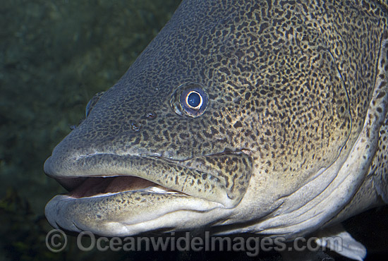 Murray Cod (Maccullochella peelii peelii). Also known as Murray Freshwater Cod, Goodoo, Greenfish and Codfish. Murray-Darling River system and region, Australia. Listed as Critically Endangered in the IUCN Red List. Photo - Gary Bell Murray Cod (Maccullochella peelii peelii). Also known as Murray Freshwater Cod, Goodoo, Greenfish and Codfish. Murray-Darling River system and region, Australia. Listed as Critically Endangered in the IUCN Red List. Photo - Gary Bell