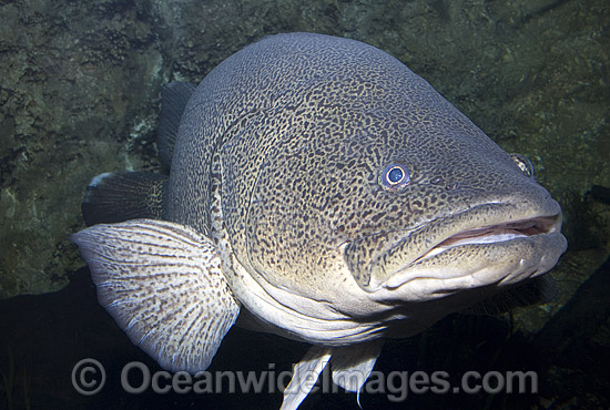 Maccullochella peelii peelii Greenfish photo