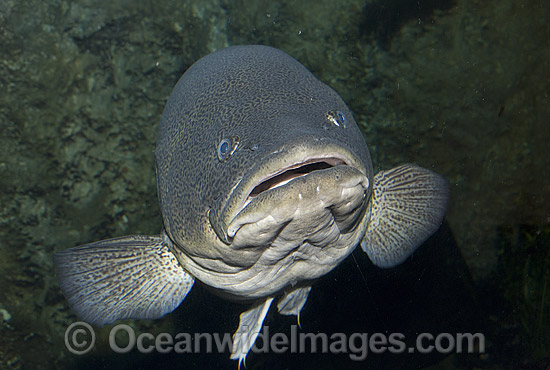 Maccullochella peelii peelii Codfish photo
