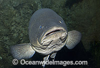 Maccullochella peelii peelii Codfish Photo - Gary Bell